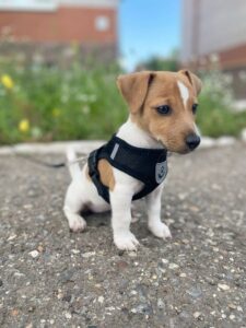 Criadero de Perros Jack Russell terrier Bogota