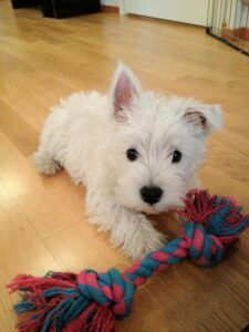 Criadero de perros West Highland White Terrier Bogota