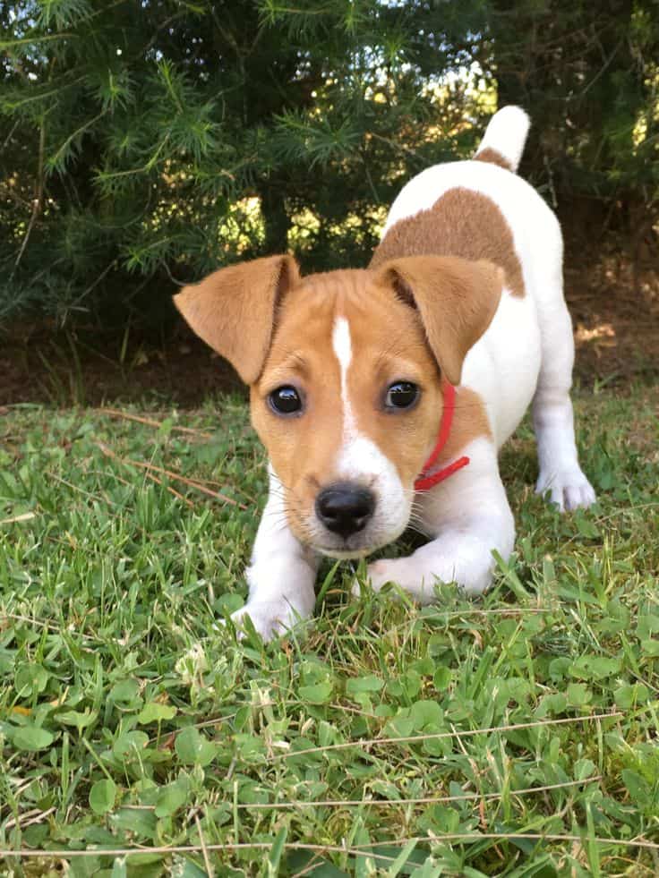 Criadero de Perros Jack Russell terrier Bogota